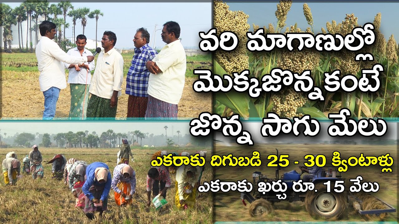 వరి మాగాణుల్లో తెల్లజొన్న సాగుతో మంచి ఫలితాలు || Rice fallow Jowar/Sorghum || Karshaka Mitra