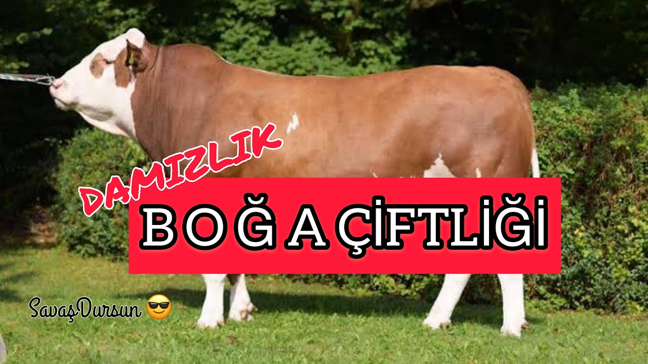 BOĞA ÇİFTLİĞİ #boğa #tohumlukdana #simentalboğa