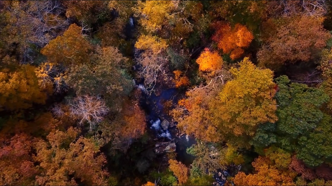 Relaxing Piano Music | Autumn Forest Serenity