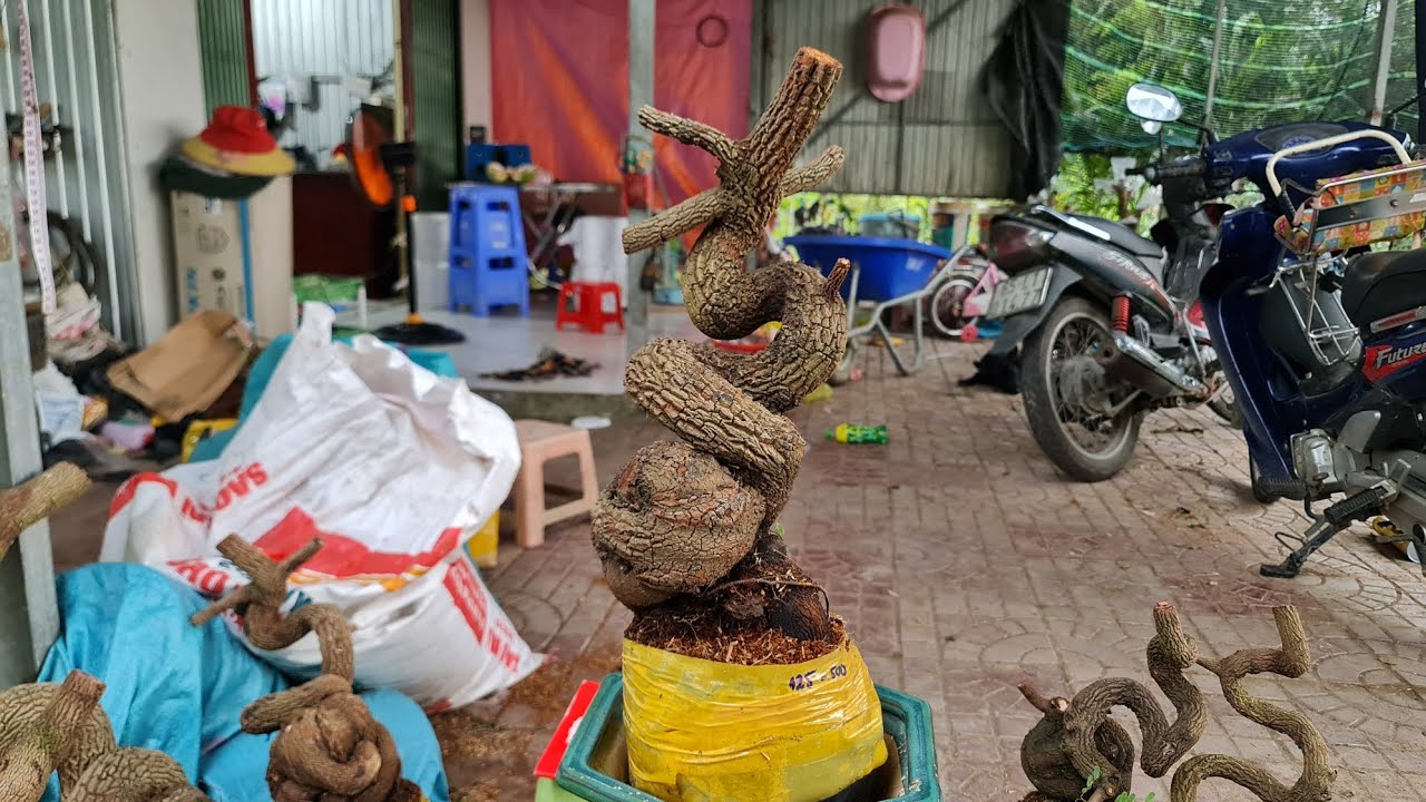 Me chua quái đẹp giá rẻ LH Diểm 0829.160.355 ngày 24 tháng 1, 2026