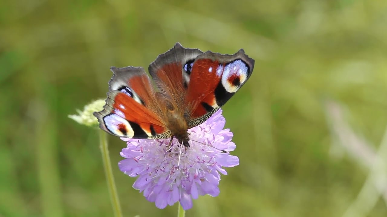 Was ist Biodiversit&auml;t?