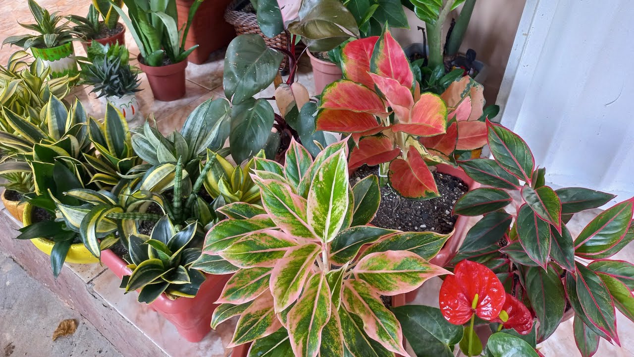 28 Plantas de sombra parte 2.