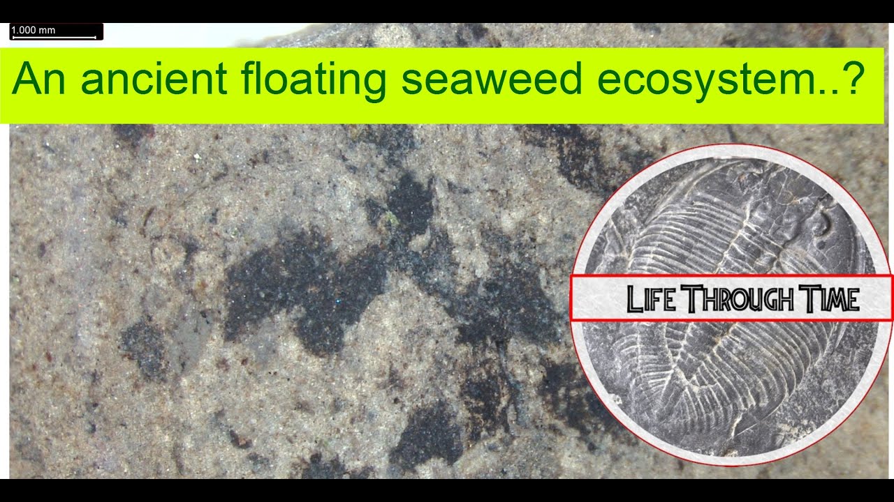 Fossil Discoveries: no more crinoids, but plenty of interesting blobs!