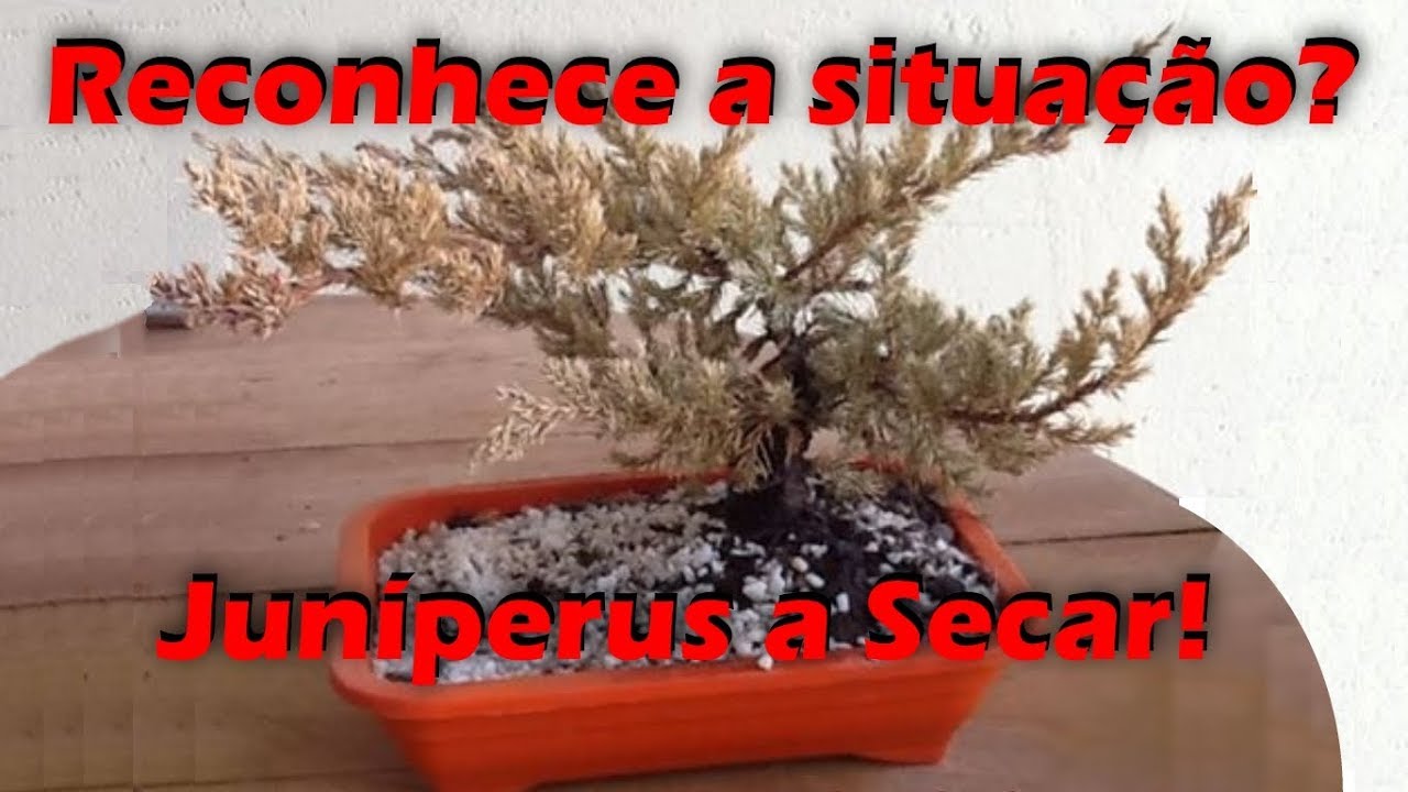 Reconhece esta situação? Juníperus/Pinheiro a secar!