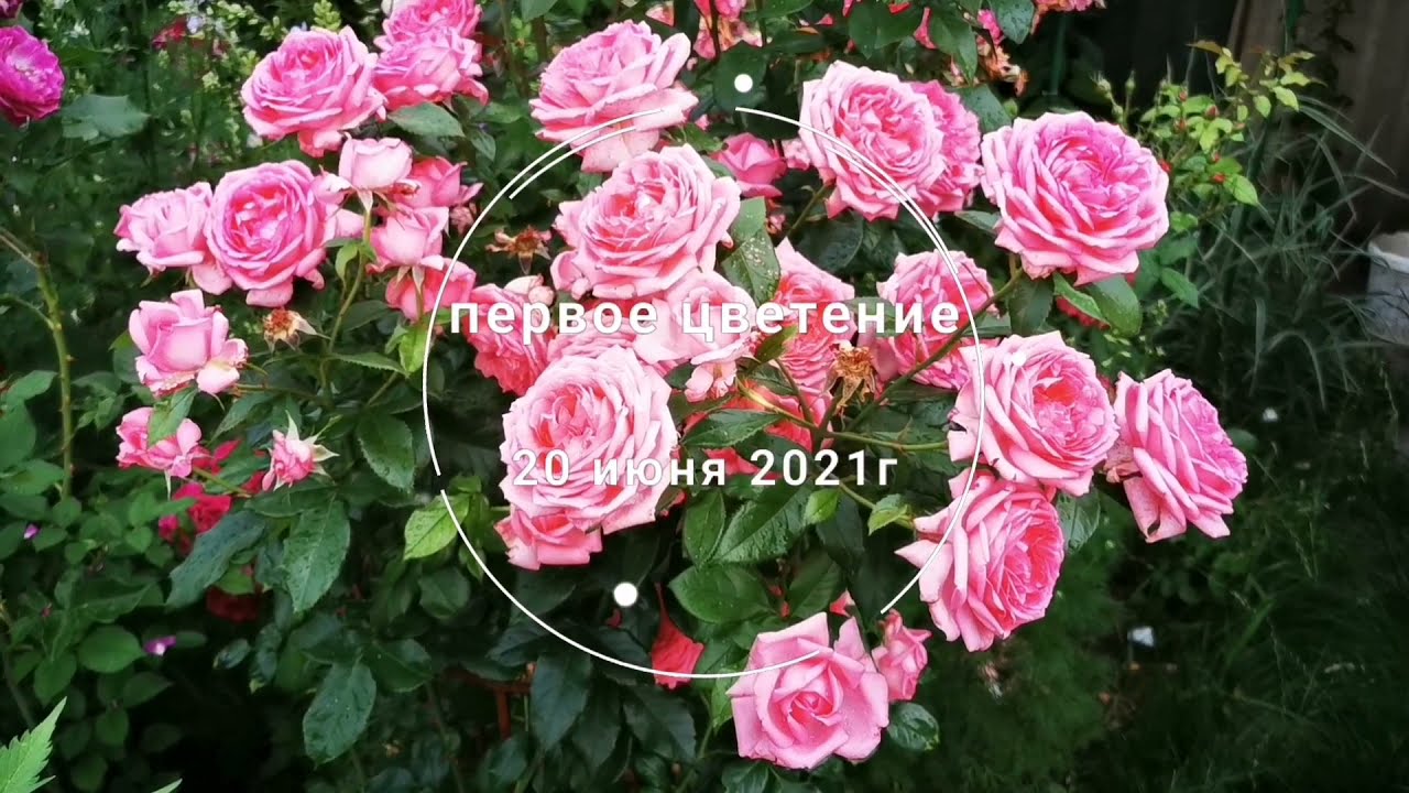 La Rose de Molinard  Ля Роз дэ Молинар  Delbard Франция, 2007