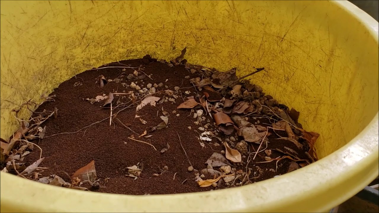 ☕️捨てないで！「コーヒーかす」で消臭。バナナの皮と一緒に土を再生。Recycle coffee grounds + banana peels for deodorizer + fertilizer
