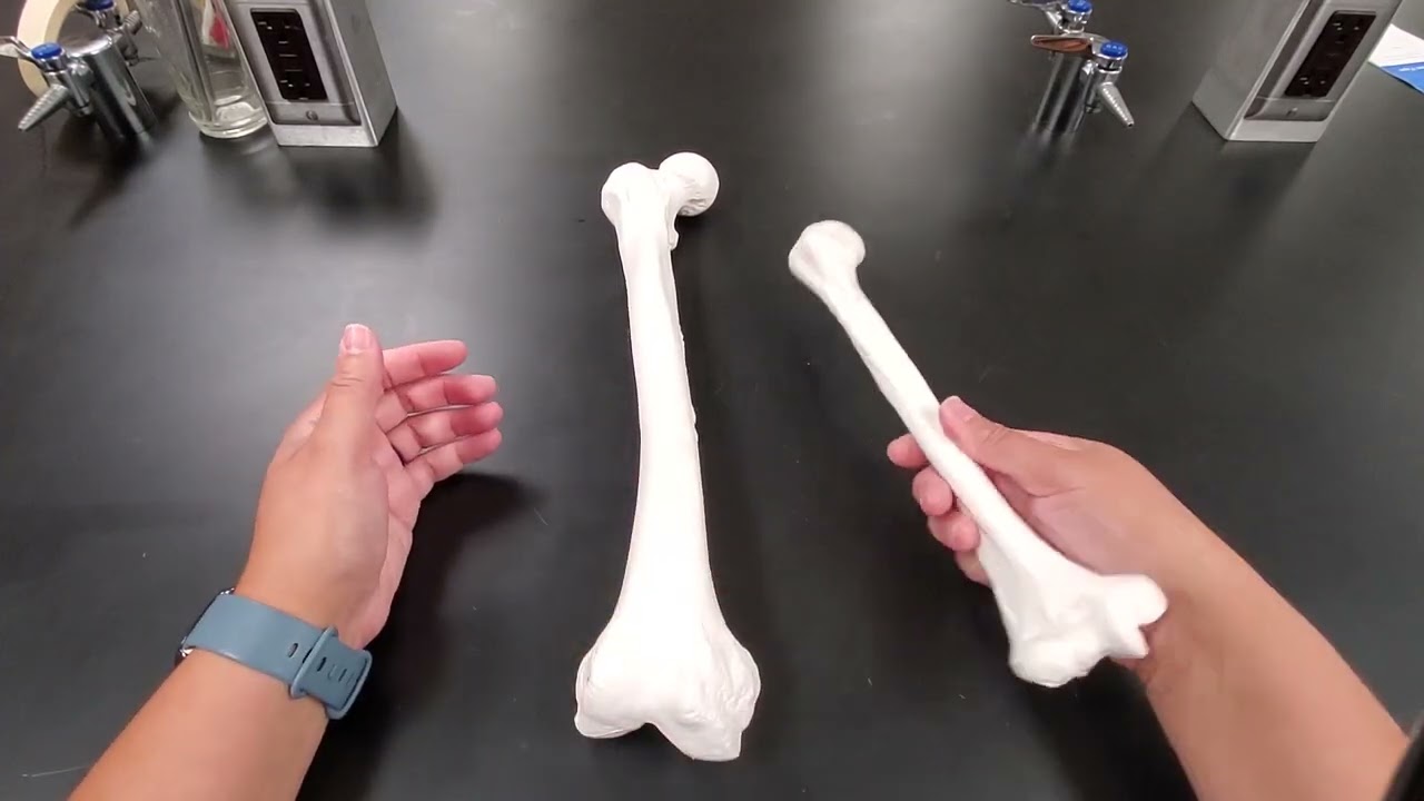 Differences between femur and humerus (detailed)