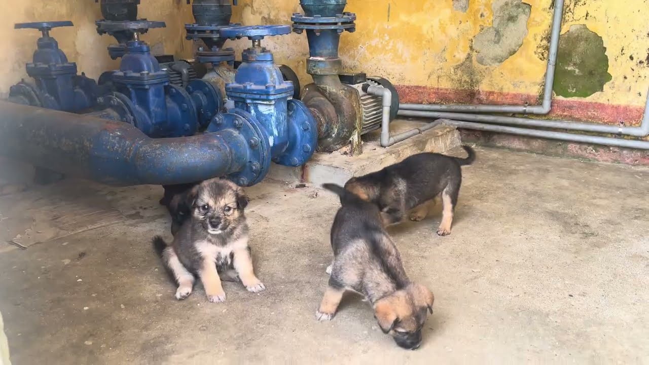 Puppies Sneak Away From Their Siblings to Eat Behind the House 🐶😂