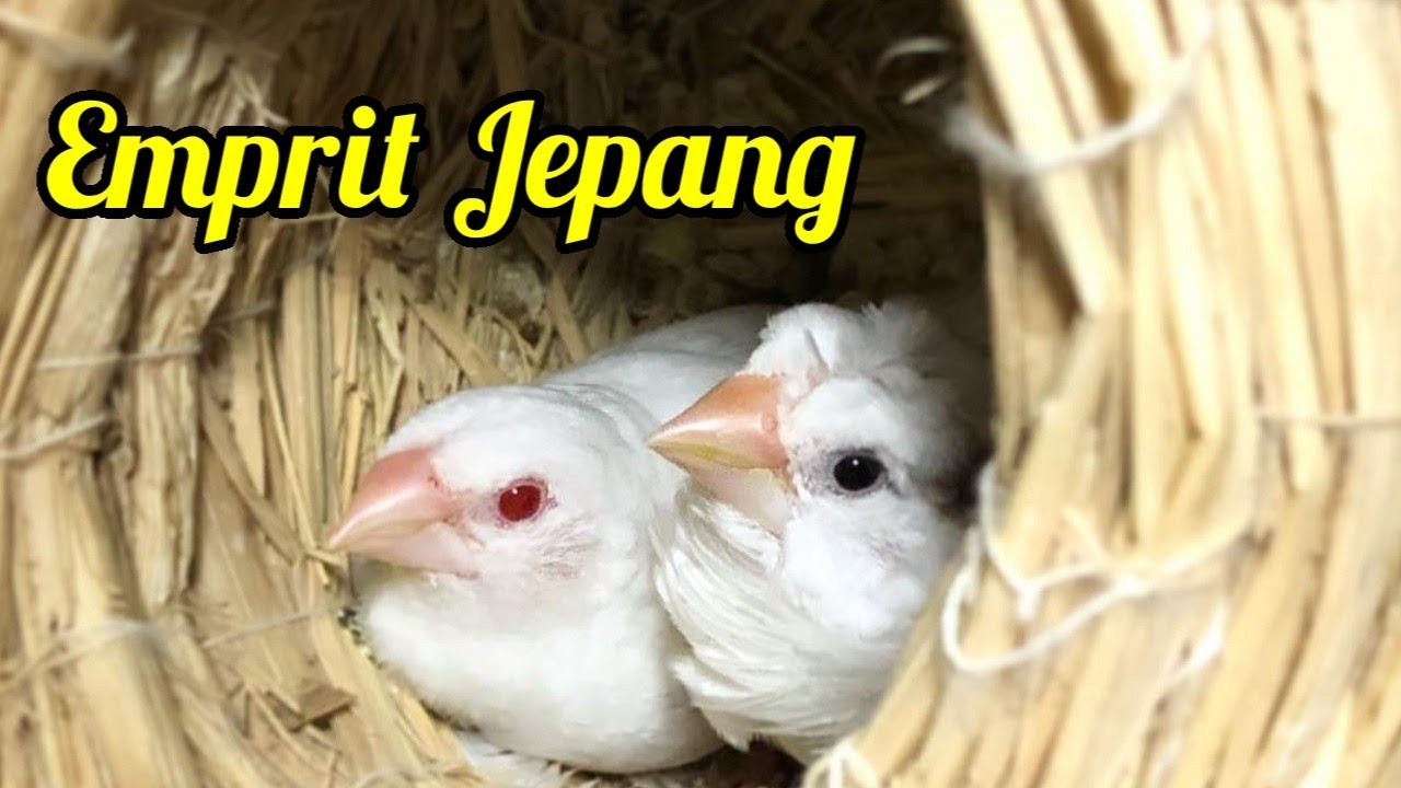 Mengenal Burung Emprit Jepang Beserta Harganya