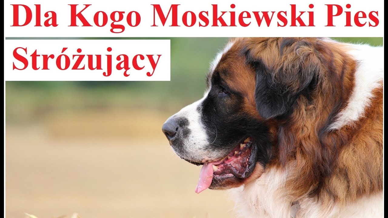 Dla Kogo Moskiewski Pies Stróżujący