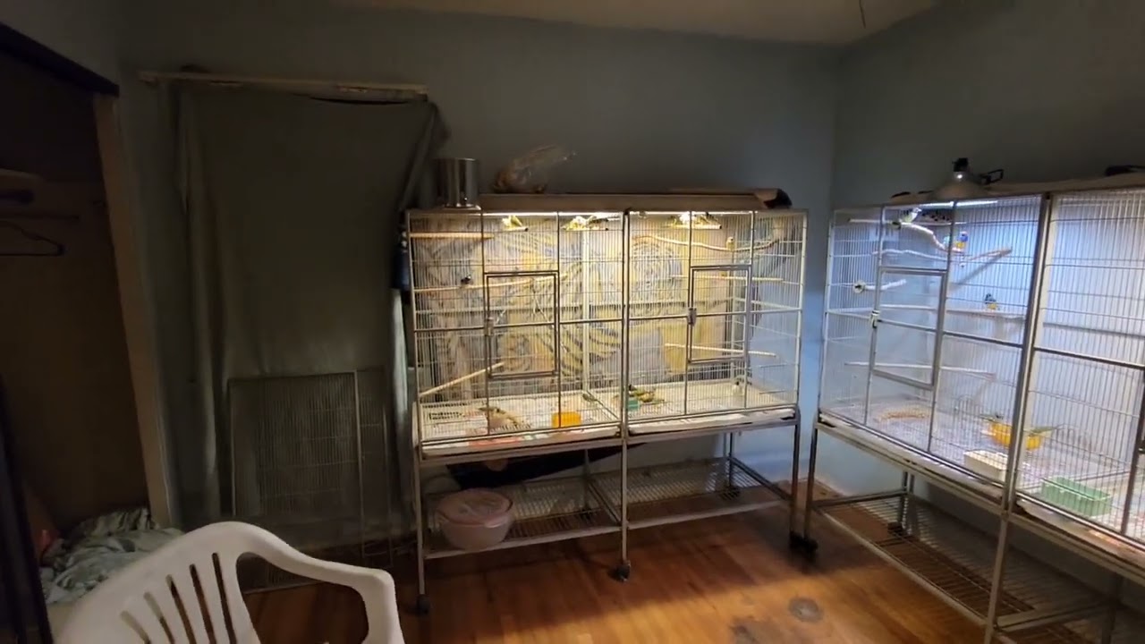 BRINGING IN MY GOULDIAN FINCHES IN FOR THE WINTER TIME