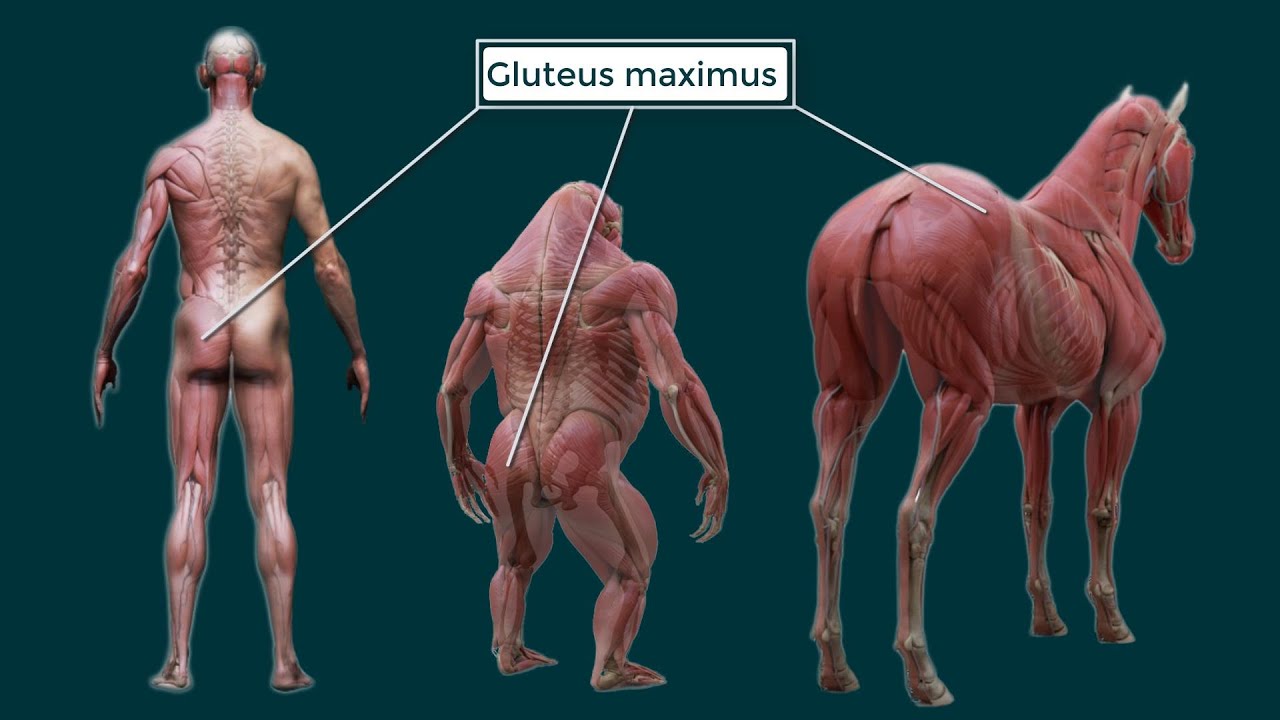 Gluteo Mayor. Origen, Inserci&oacute;n, Funci&oacute;n e Inervaci&oacute;n