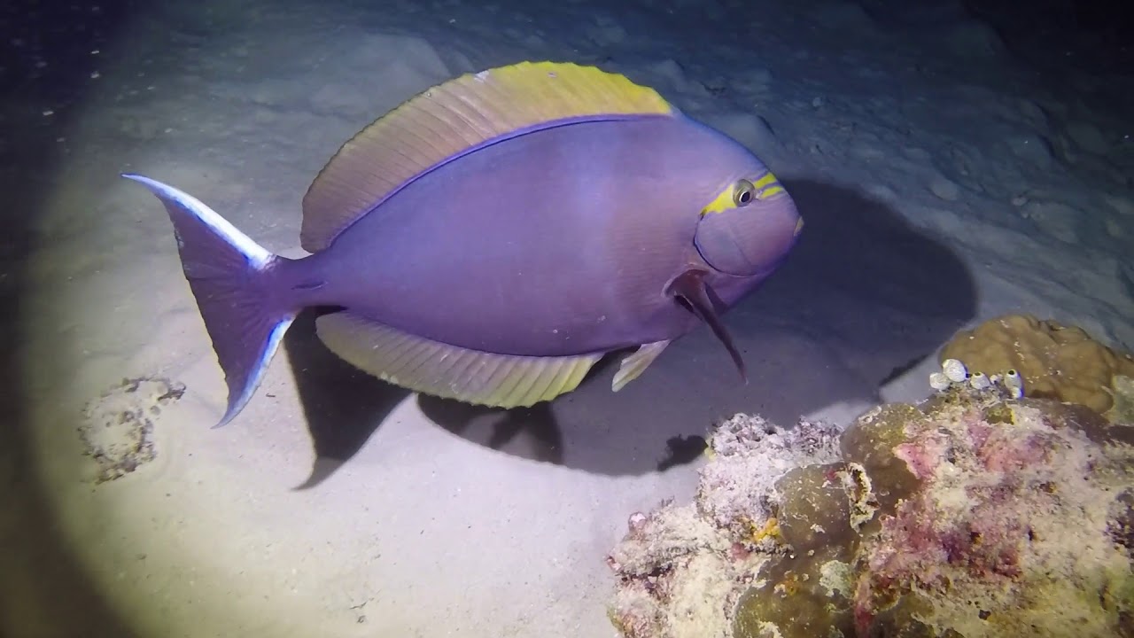 HD Great Barrier Reef - Ocean Night Life