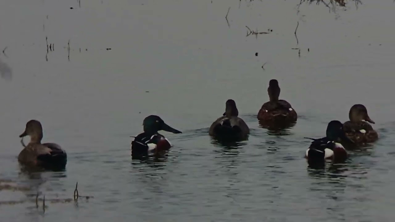 Kevladev National Park Bharatpur Rajasthan