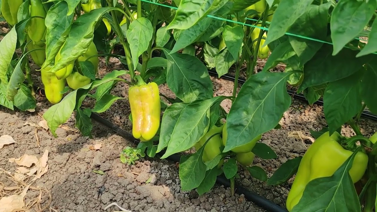 ČAČAK 05.09.2025. Na čačanskoj pijaci domaća paprika sa gazdinastva Nedić iz Trbušana