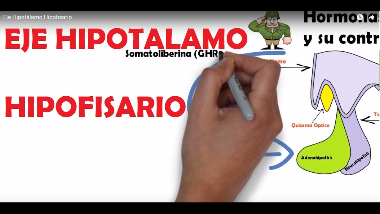 Eje Hipotálamo Hipofisario