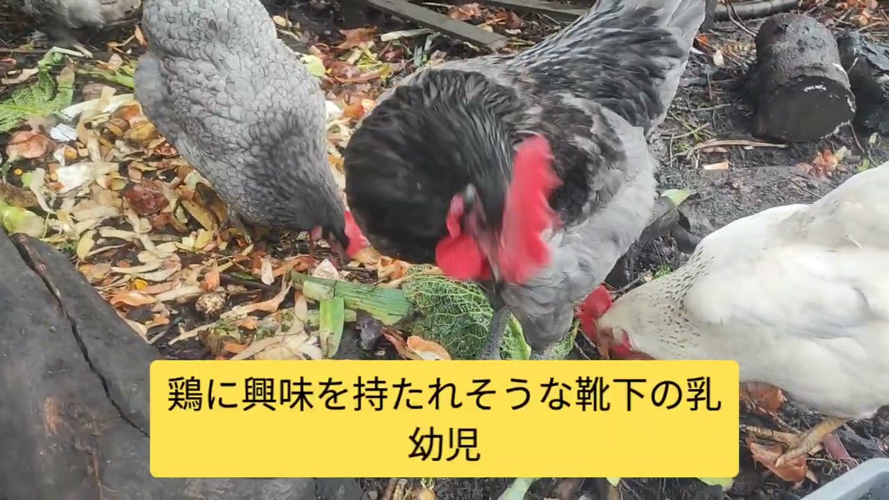 【鶏日記】他愛もない日常#にわとり#coq #hens#poules #ニワトリ #雄鶏 #鶏 #鶏日記 #卵 #庭#ひよこ#ヒヨコ#poussin#抱卵#chicks