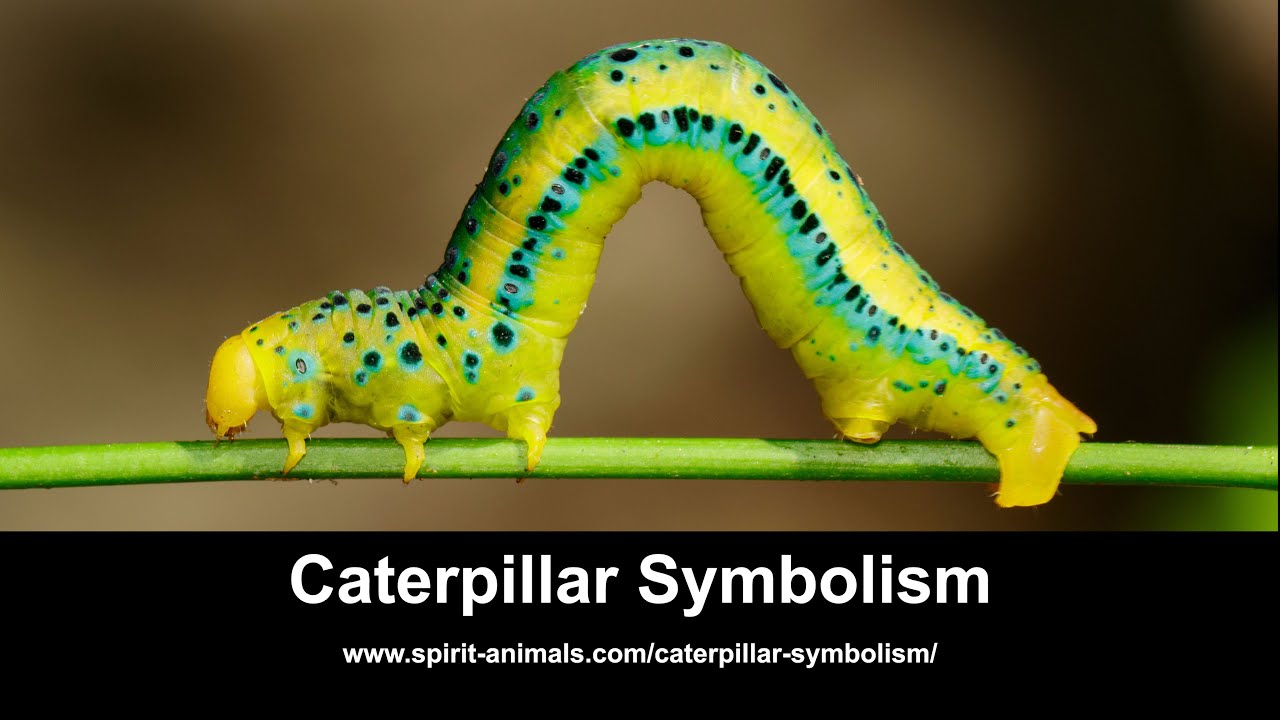 Caterpillar Symbolism