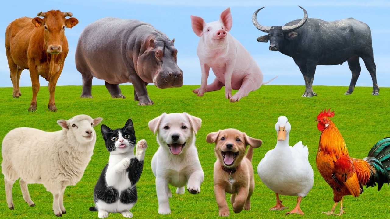 🌿Đồng Quê Vang Lên Khúc Ca Muôn Loài – Chó, Mèo, Heo & Vịt Cùng Cất Tiếng Yêu Thương | FarmAnimal🐶🐱🐷