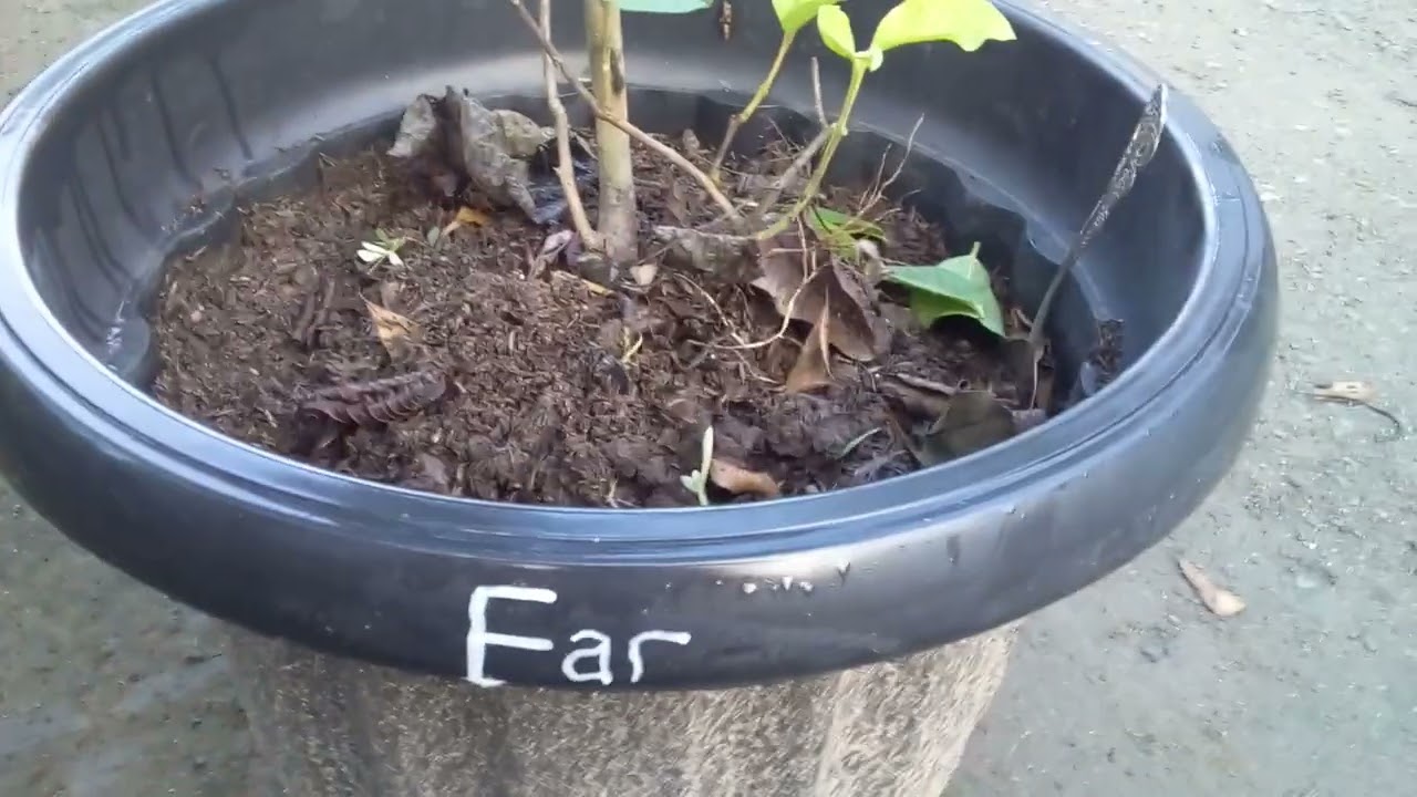Jambu Farang || Jambu yang Panjang Full Tanpa Biji