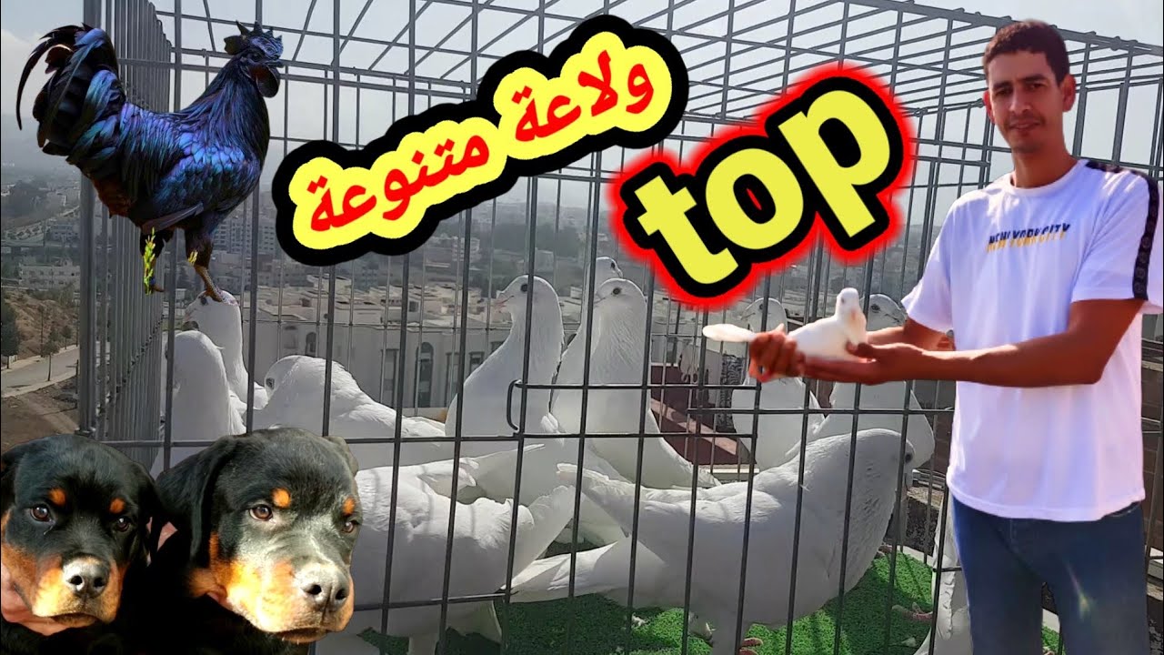توليعة مع الأخ رضى مشاء الله حمام في المستوى فرج ممتعة😍😍😍😍😍😍#عاشق ببغاء #تطوان #طنجة #كاز