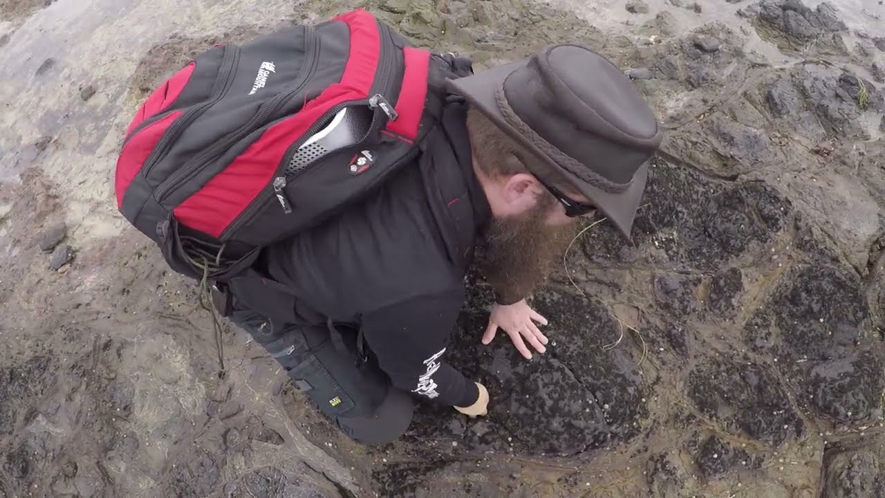 Western Port Bay - Tidal bait collecting