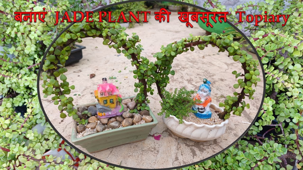 Topiary of jade plant,Jade topiary, creative gardening ideas,DIY,jade topiary कैसे बनाएं