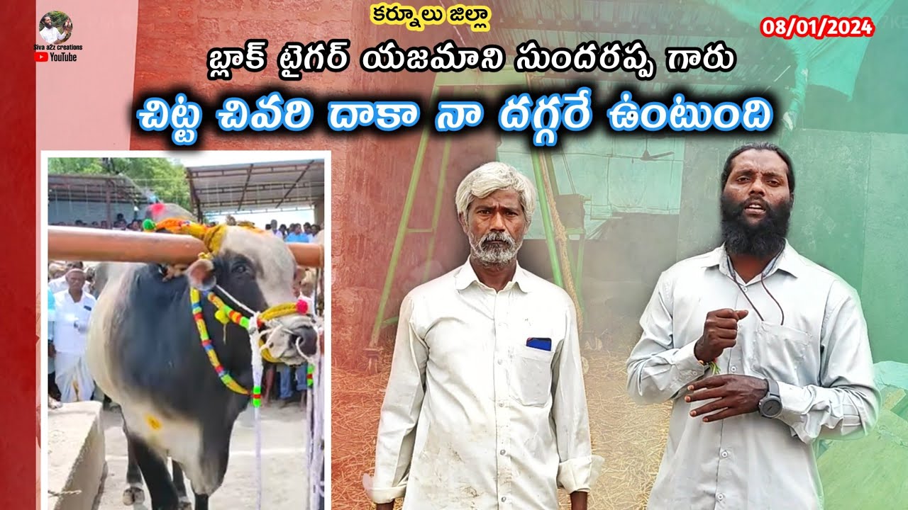 black tiger sundarappa bulls videos pandikona // pandikona black tiger bull sundarappa 2024