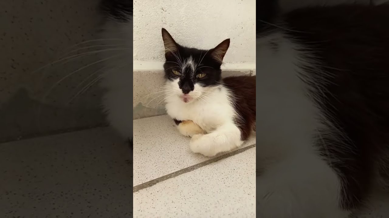 🐰Arnub and Michis🐱 está en vivo
