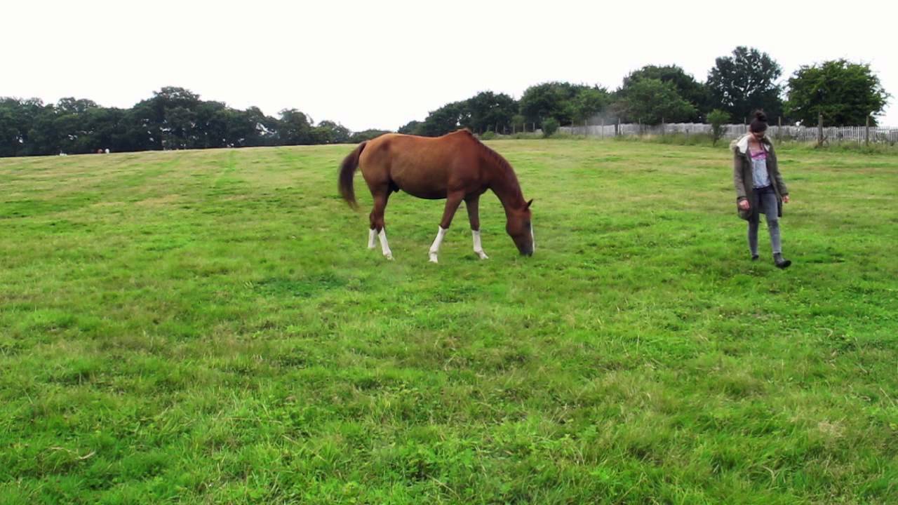 Approaching a fearful horse