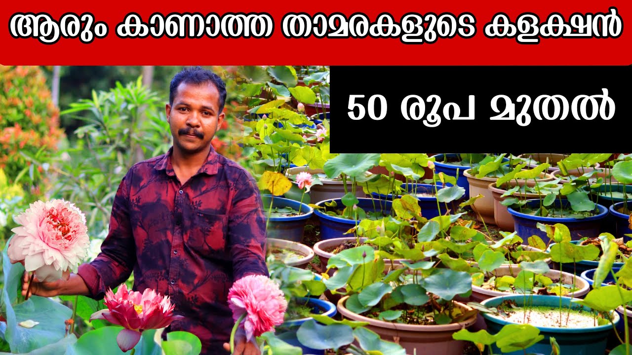 100 ൽ കൂടുതൽ വെറൈറ്റി താമരകൾ കിട്ടുന്ന സ്ഥലം, അതും 50 രൂപ മുതൽ | Lotus Farming | Thamara Krishi