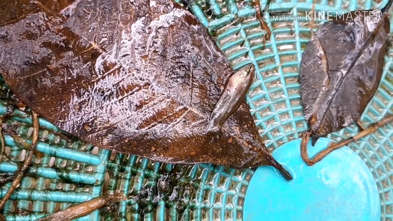 Sauk ikan laga imbellis// bersama elly Ratu embellis// wild betta Malaysia.
