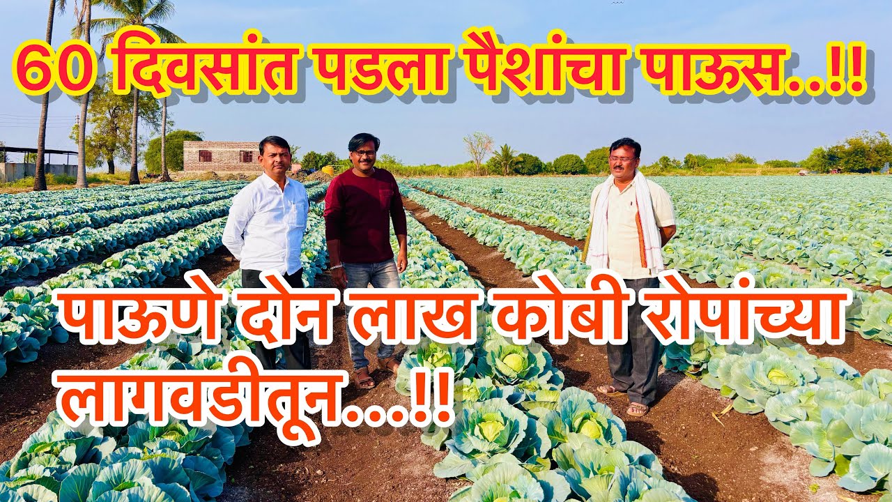 कोबी पिकातून लाखोंचे घेतले उत्पादन..यशोगाथा