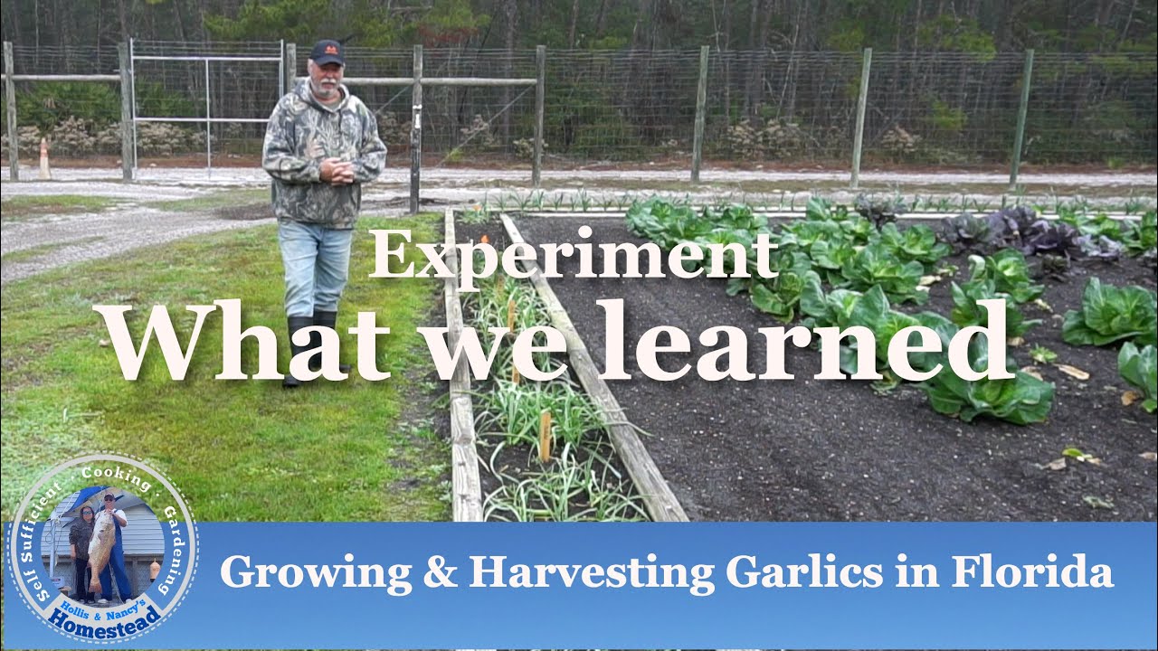 Growing and Harvesting Garlic Experiment | What we learned