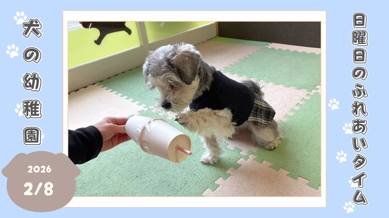 【犬の幼稚園】わんわんようちえん　日曜日のふれあいタイム