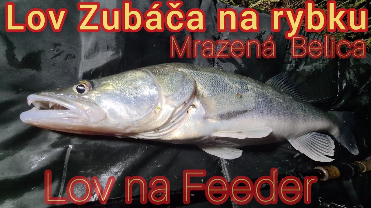 Lov Zubáča na Feeder/Lov Zubáča na rybku/Lov Zubáča na Rieke/Lov Candáta na rybku/ZANDER FISHING