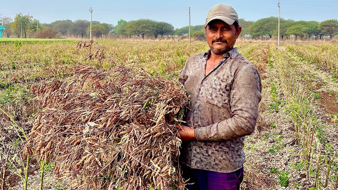 તુવેર વાઢવા ગયા ||સરદાર તુવેર 