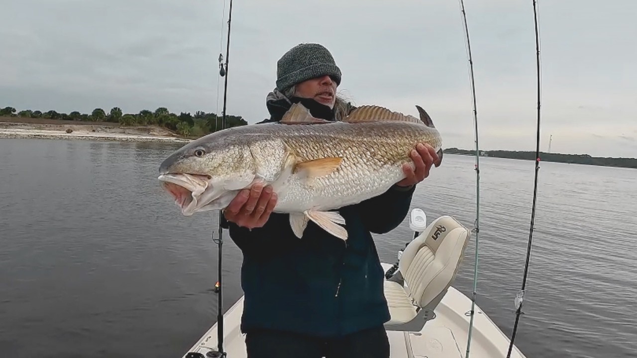 Cold Water Redfish Action Jacksonville Florida Inshore