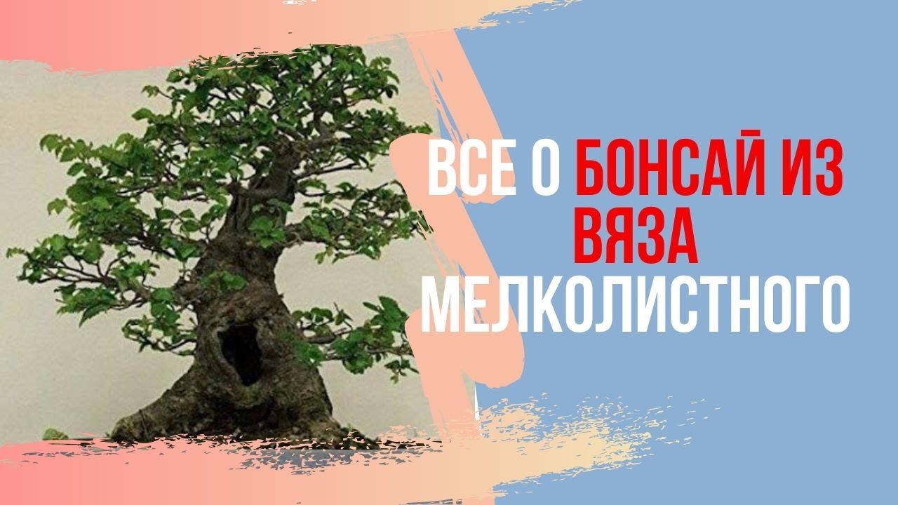 Все о Бонсай: Ulmus Parvifolia и другие подвиды вязов.