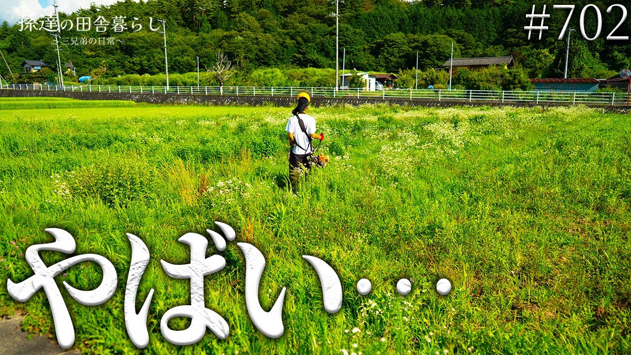 【草刈りで激変】1m級の雑草で親戚の田んぼが大変なことに… #702