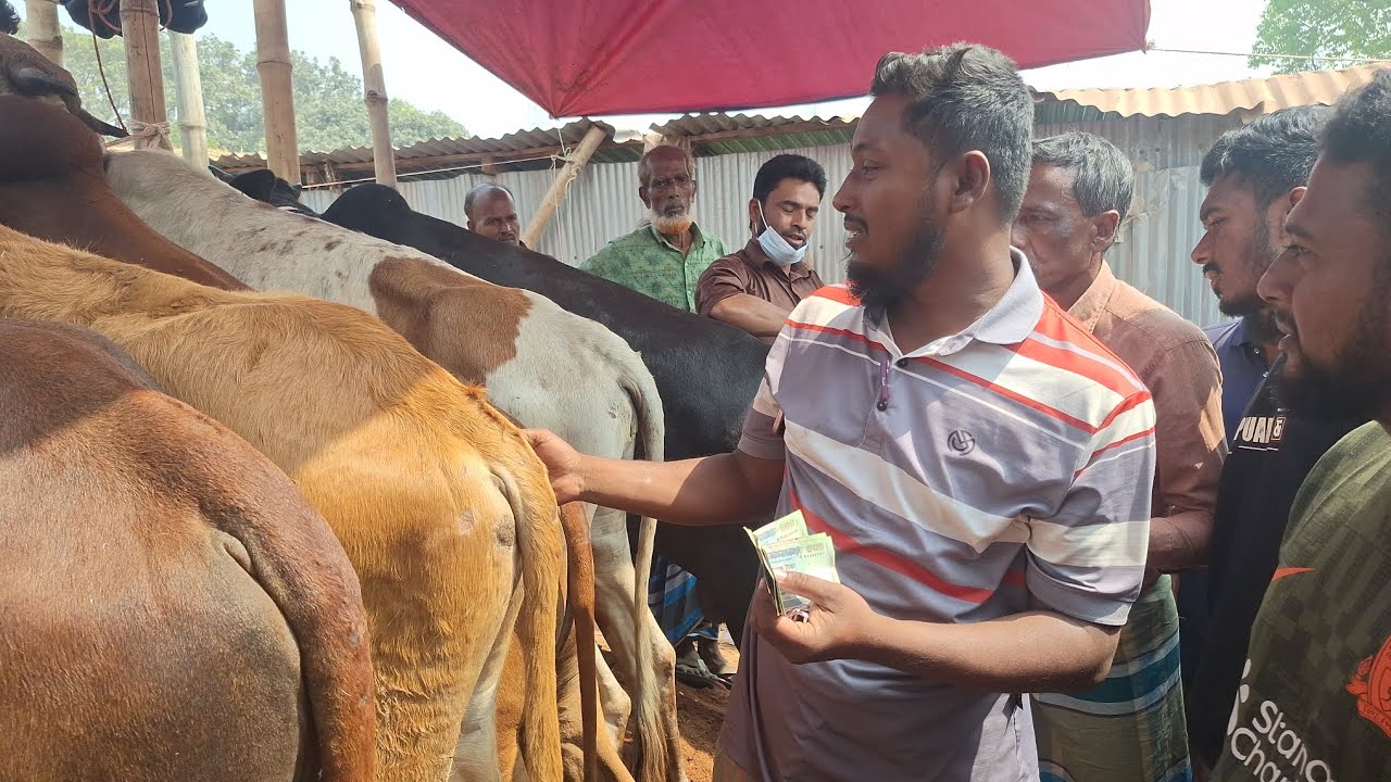 ১০০+ গরু খোকন ভাই চৌয়ারা বাজারে বিক্রির জন্য নিয়ে আসছে,, তাই ওনাকে নিয়ে টানাটানি চলছে 
