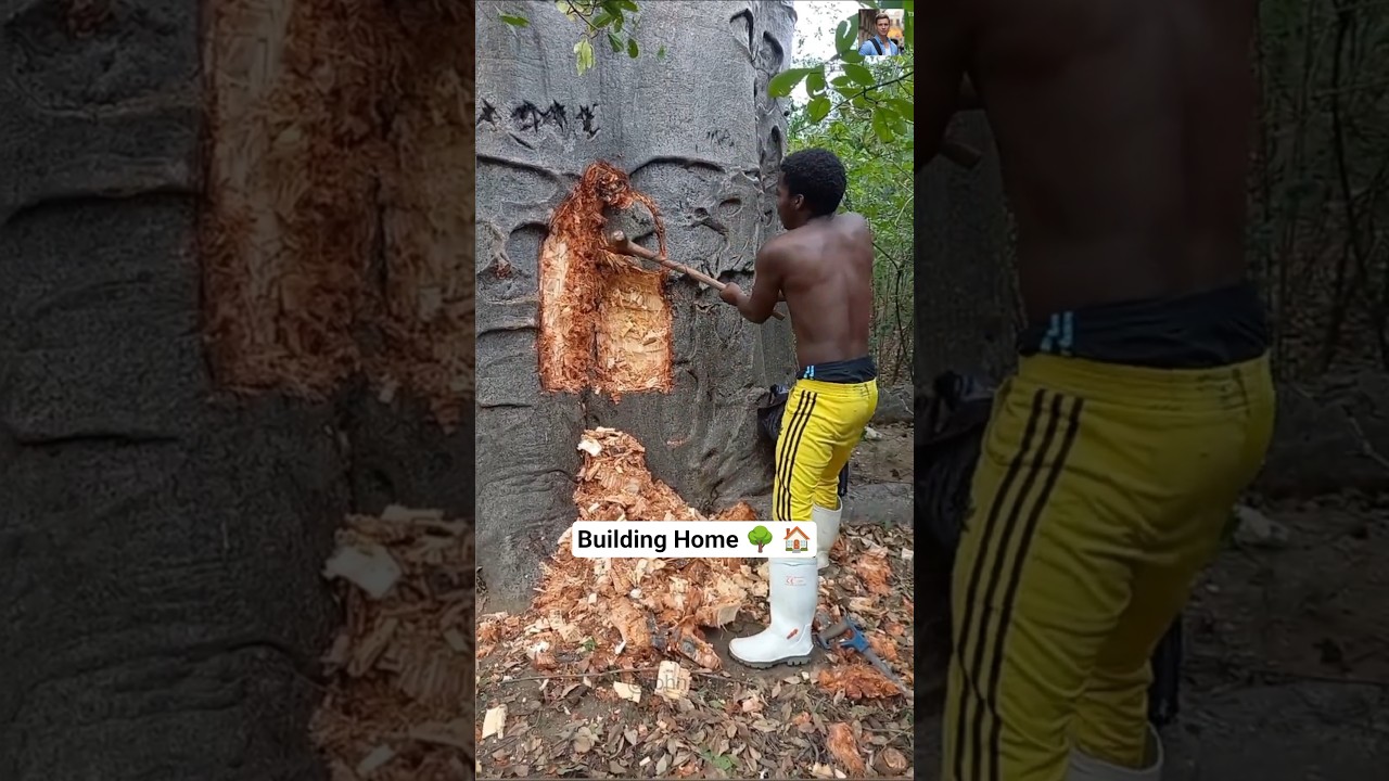 Niewiarygodne: Tak Afrykanie budują domy w gigantycznych baobabach 🌳 🏠