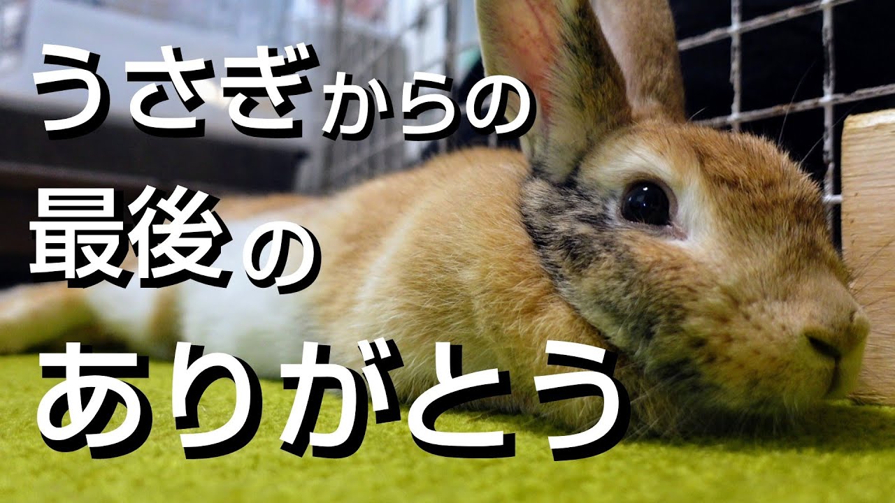 【最後の愛】うさぎが死ぬ直前に大好きな人だけに見せる行動６選