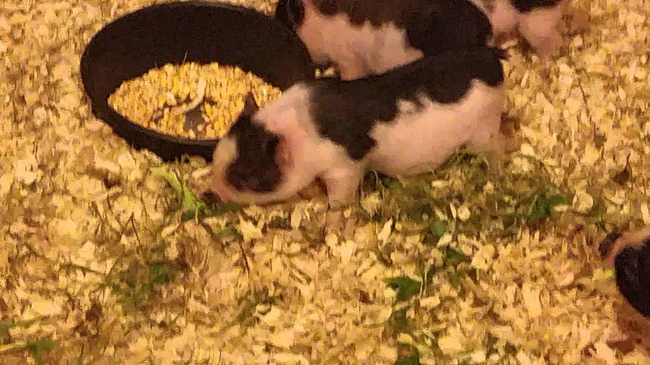 Piglets eating broccoli
