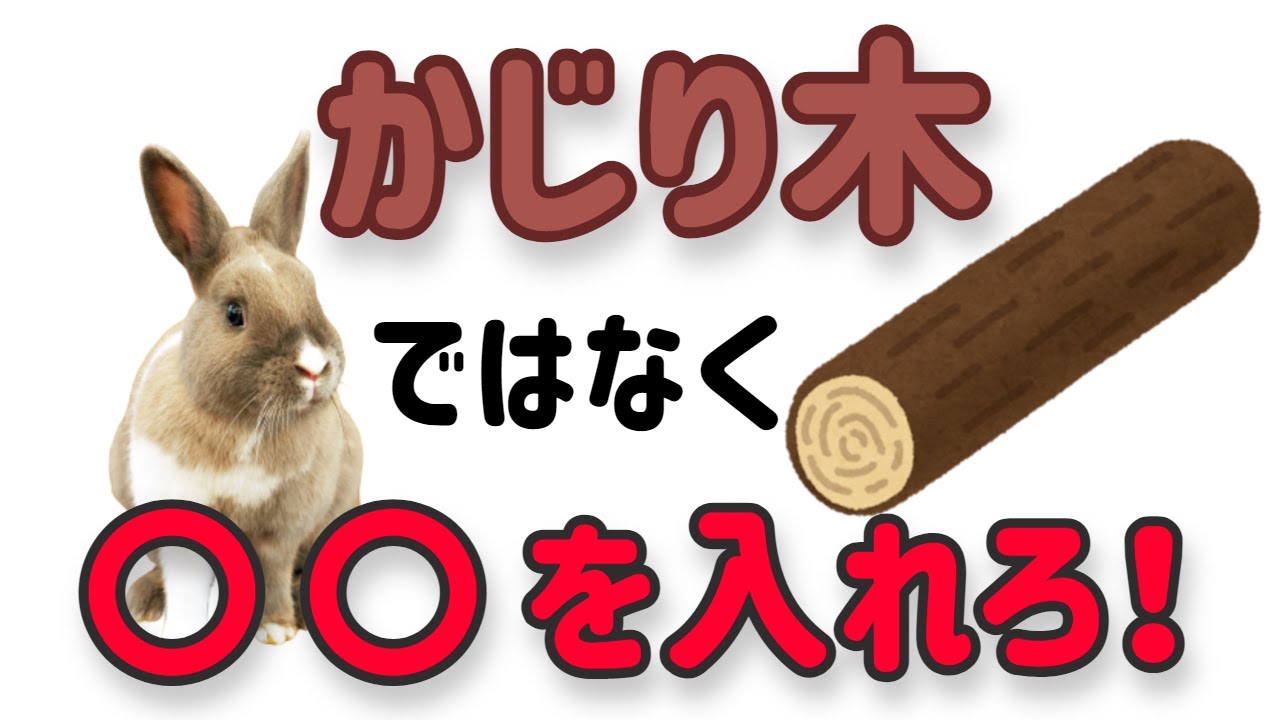 【うさぎに かじり木は無意味!?】獣医が詳しく解説#32　うさぎの飼い方Vol.12