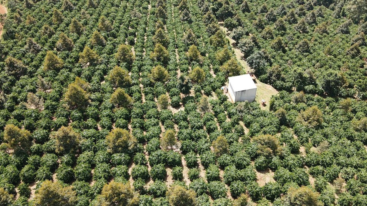 ( ĐÃ BÁN ) Vườn đẹp bán gấp giá mềm thôi 2.6 ha - 2.100 cà phê 500 sầu - ao cá to Lh sđt 0979653223 