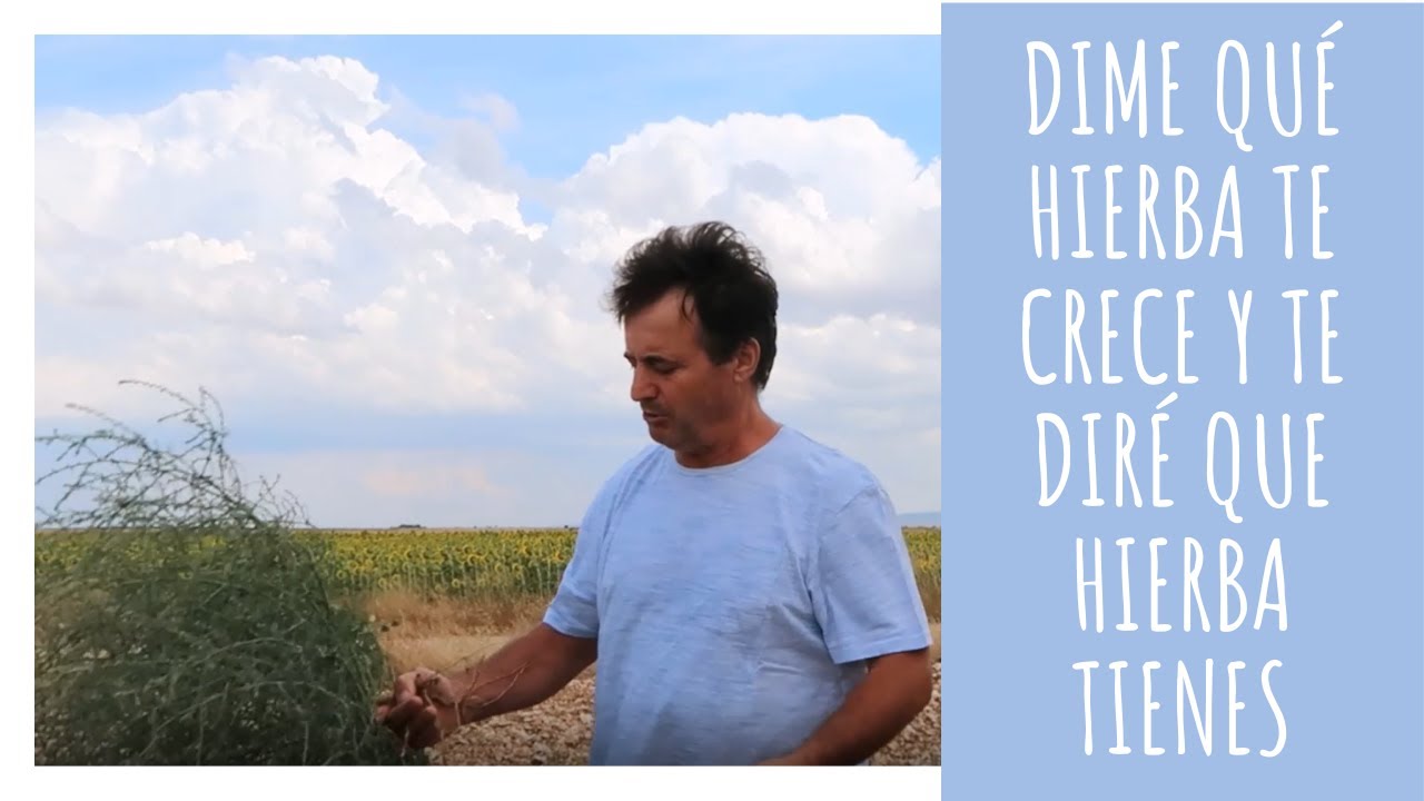 Dime que hierba te crece y te diré que suelo tienes | AGRICULTURA ECOLÓGICA