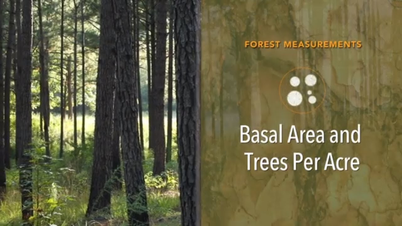 Forest Measurements: Basal Area and Trees per Acre