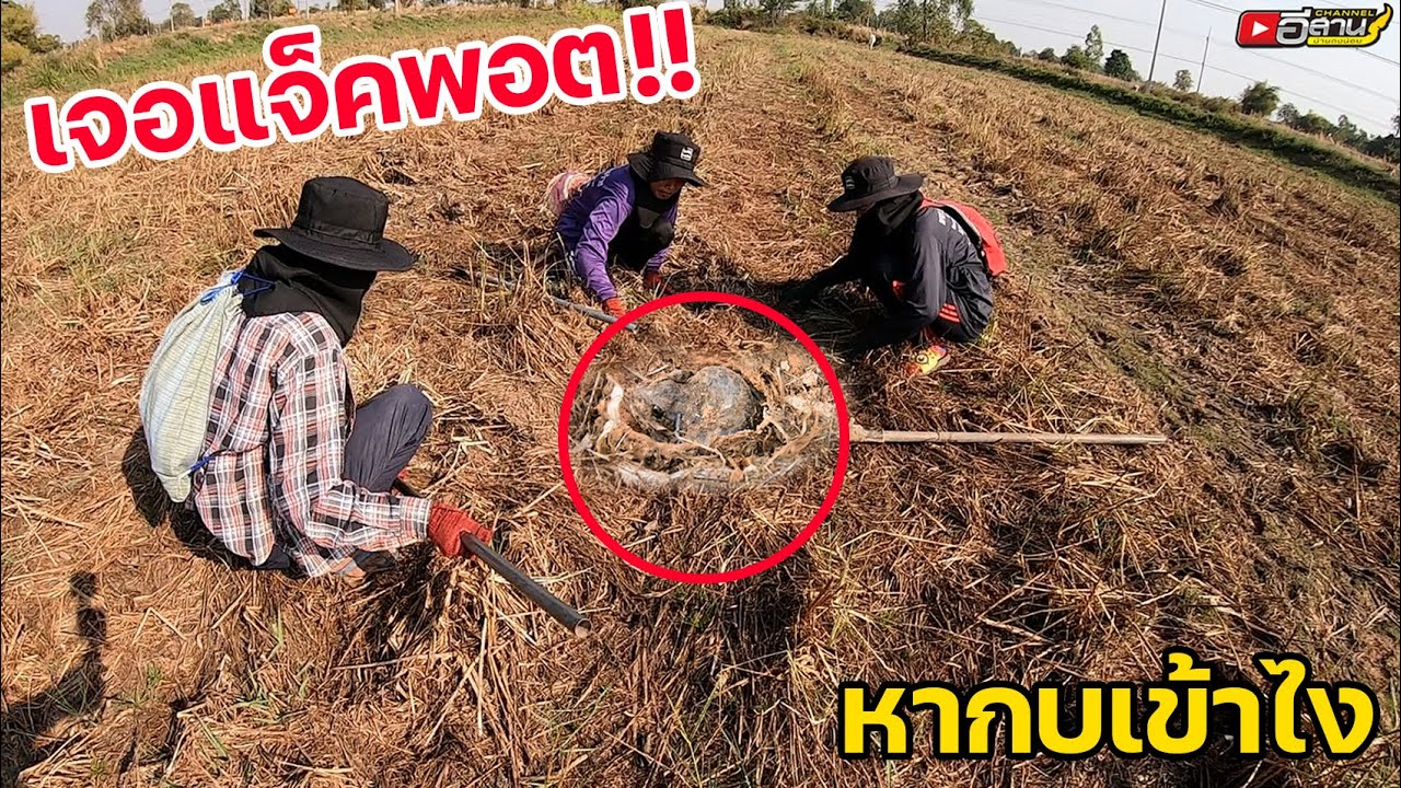 เจอแจ็คพอตเข้าให้!! ตัวใหญ่มาก!! หากบเข้าไงกับทีมงานสี่สาวอันตราย