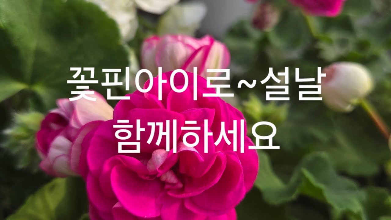 설.특가~ 꽃핀.러시아제라늄 분양합니다 